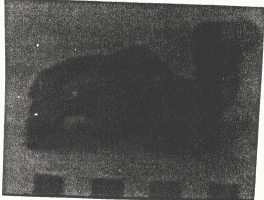 تمثال حيواني
